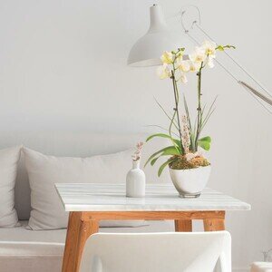 ORCHIDEE 2 BRANCHES BLANCHE