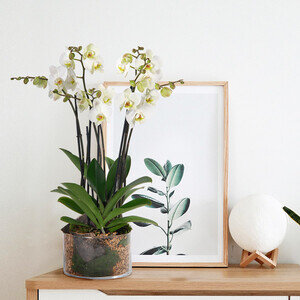 ORCHIDEE 4 BRANCHES BLANCHE