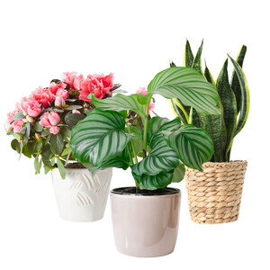 PLANTE VERTE OU FLEURIE