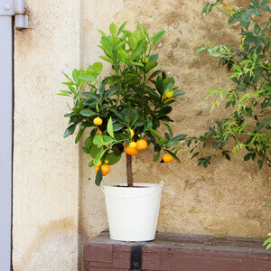 CALAMONDIN