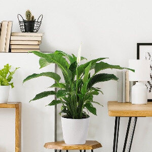 SPATHIPHYLLUM