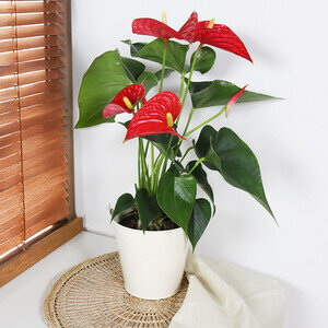 ANTHURIUM