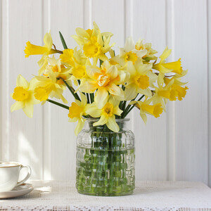 BRASSÉE DE JONQUILLES