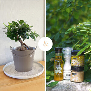 BONSAI + COFFRET TRUFFE