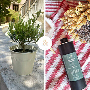 OLIVIER + HUILE D'OLIVE