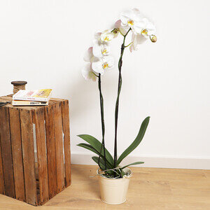 ORCHIDEE 1M BLANCHE