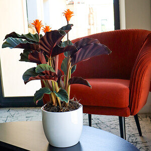 CALATHEA CROCATA