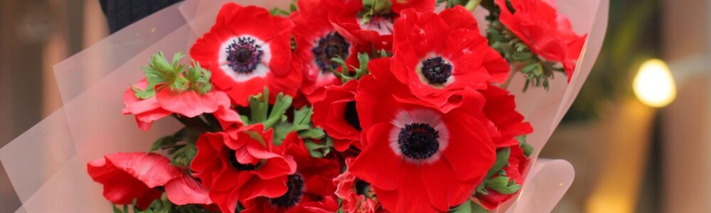 Anemones rouges