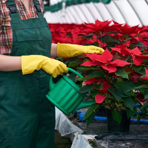Poinsettia arrosage