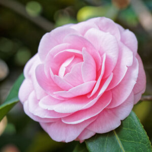 camelia fleurs rose
