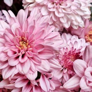 zoom sur chrysanthème rose