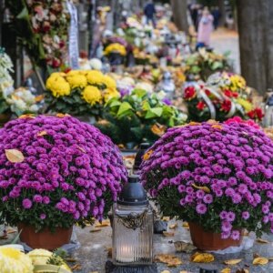 chrysanthèmes en pot sur tombe