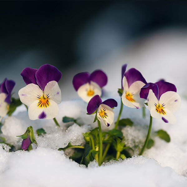 Pensées fleurs sous la neige
