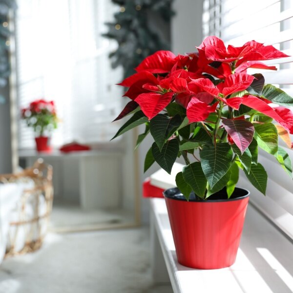 Poinsettia lumière
