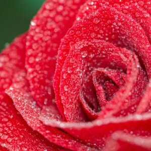 zoom sur rose rouge avec gouttes d'eau