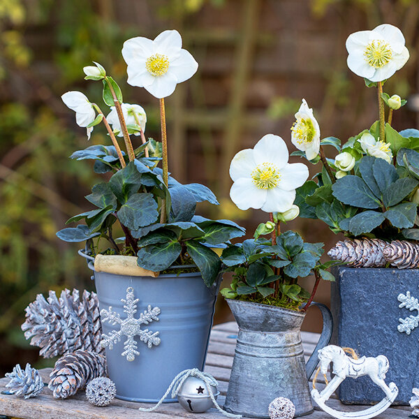 hellebore Noël